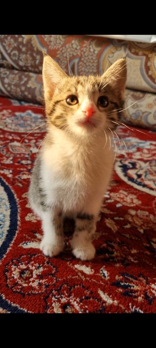 o'rgatilgan mushukcha