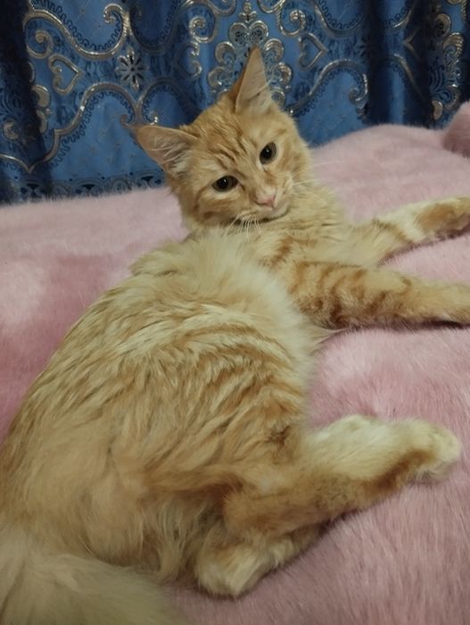 Бесплатно, котенок