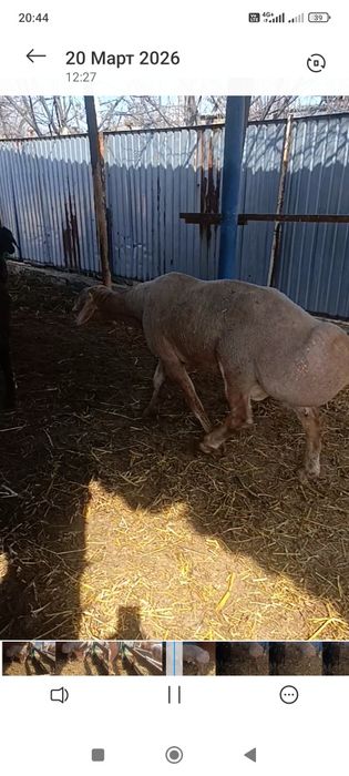 Кочкар арашан продам