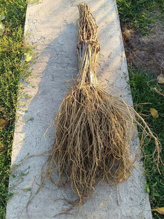 Butași soiuri diferita de vita de vie