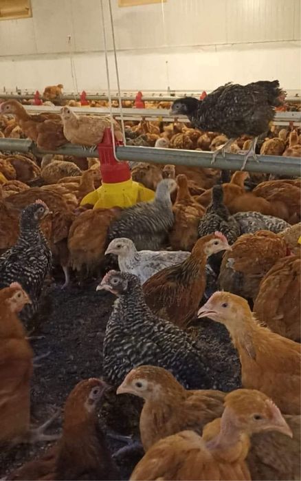 Pui la domiciliul domneavoastra