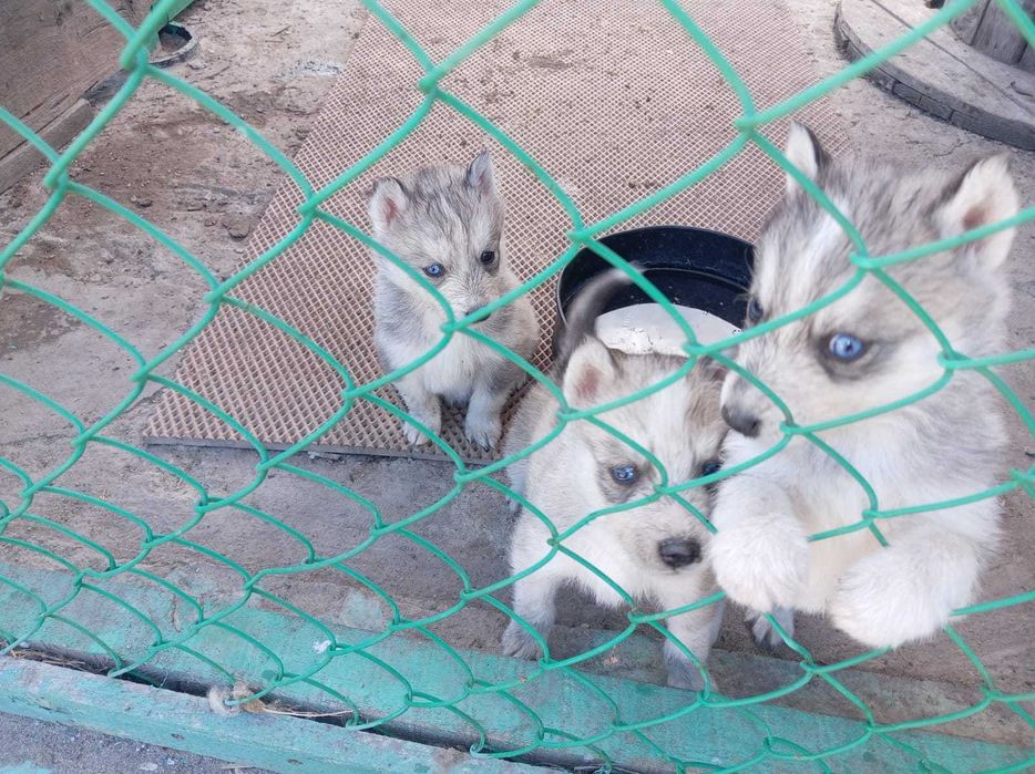 Щенки Хаски продам