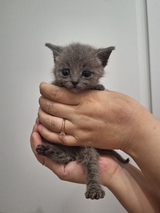 Отдам котят 2 девочки