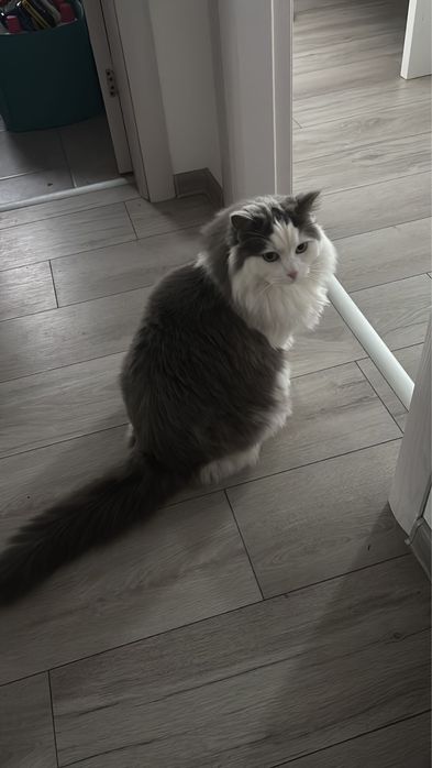 Adopție București – TIMUR & ZUZA