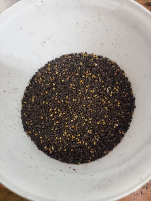 Коконы червя дендробена.