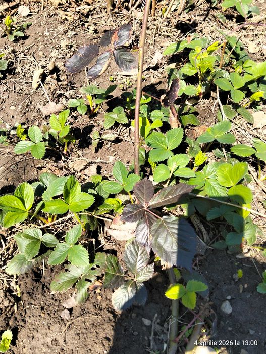 Stoloni capsuni remontante italia, butasi mur gigant Thornfree fara s