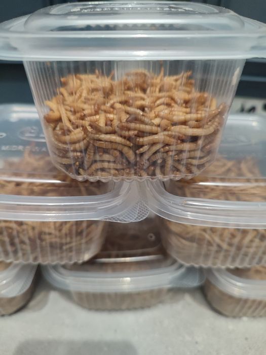 Viermi de făină mealworms 12 lei- 100 gr, hrana vie pentru viețuitoare