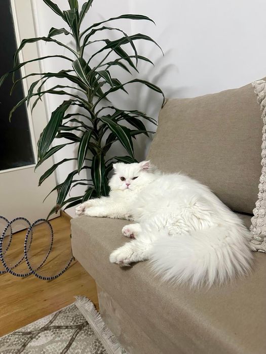 Бял персийски котарак за разплод