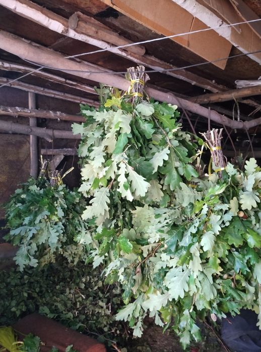 Продам Дубовые веники