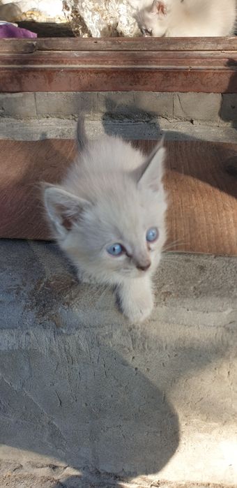 Отдам котят даром