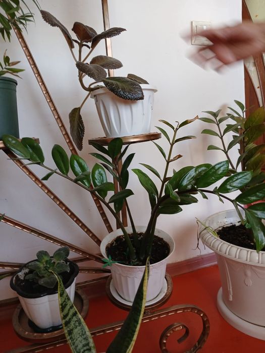 Домашние цветы разные