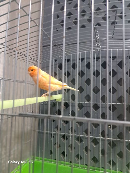 Kanarekala sotiladi.