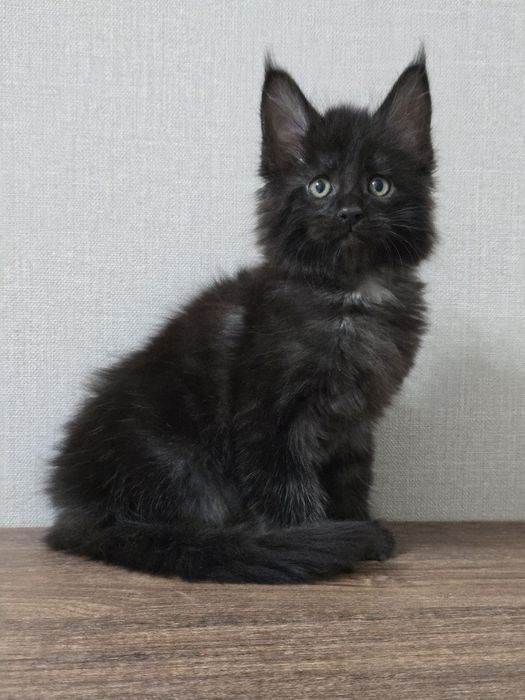 Продается игривый мальчишка Мейн - Кун