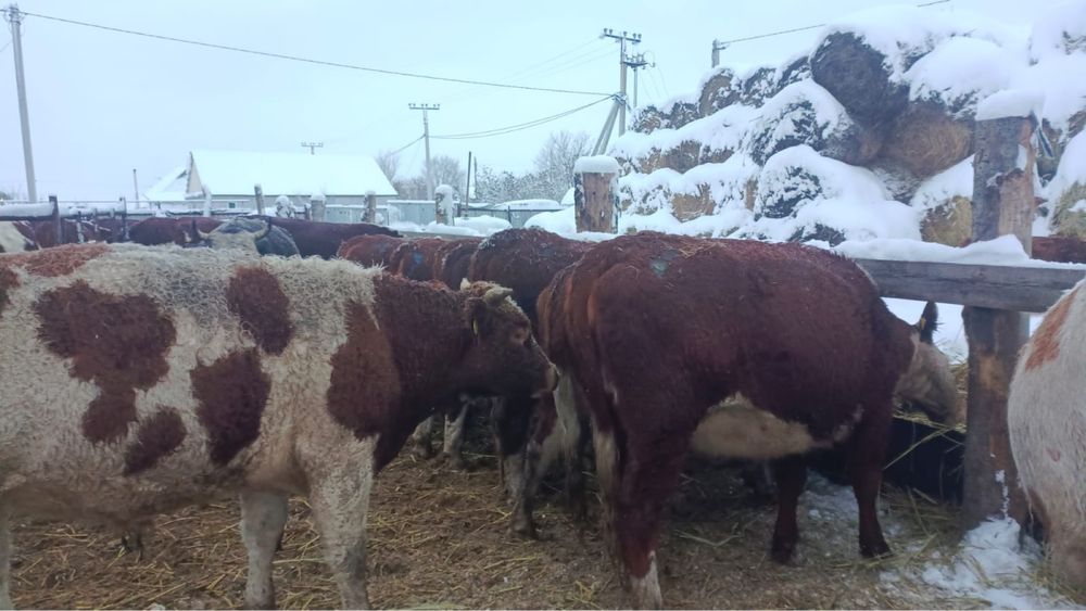 Продается корова согым