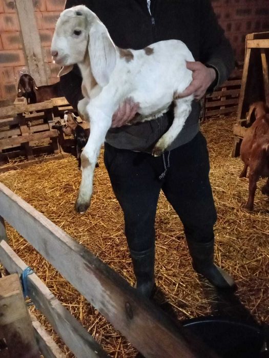 Țapi anglo nubieni originali