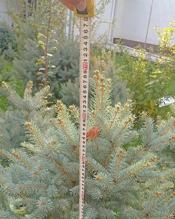 Goluboy yel archa sotuvda