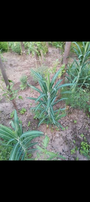 Planta anti cârtiță
