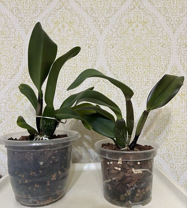 Каттлея крупноцветковая