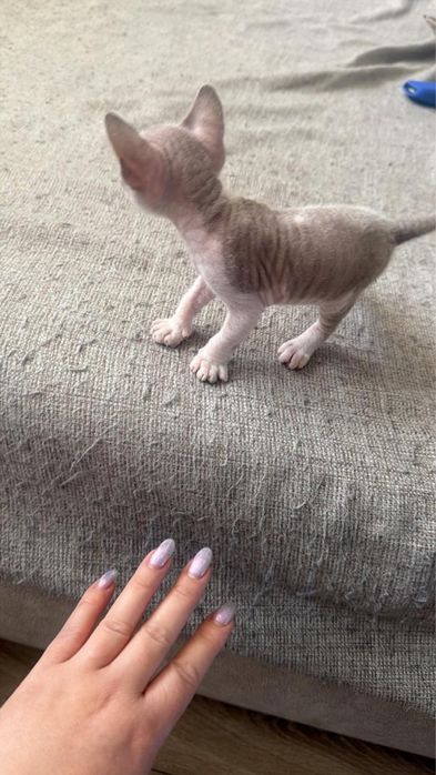 Продам девочку сфинкса