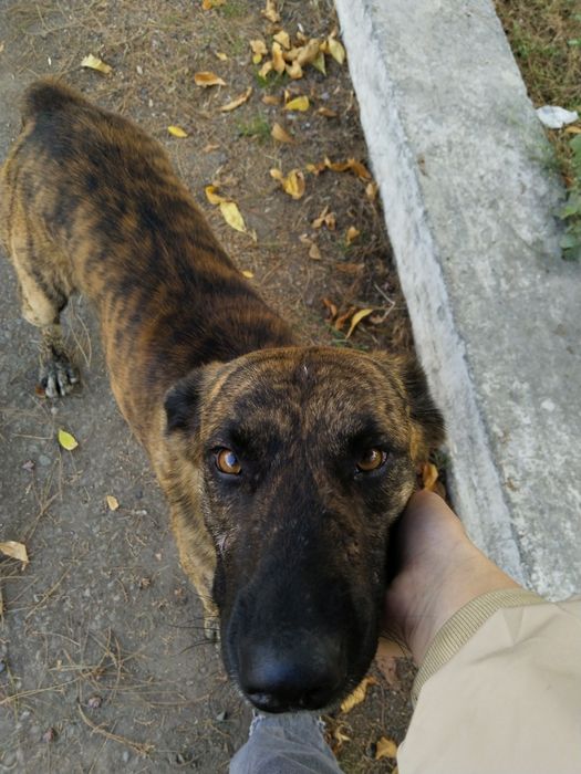 Услуги дрессировщика