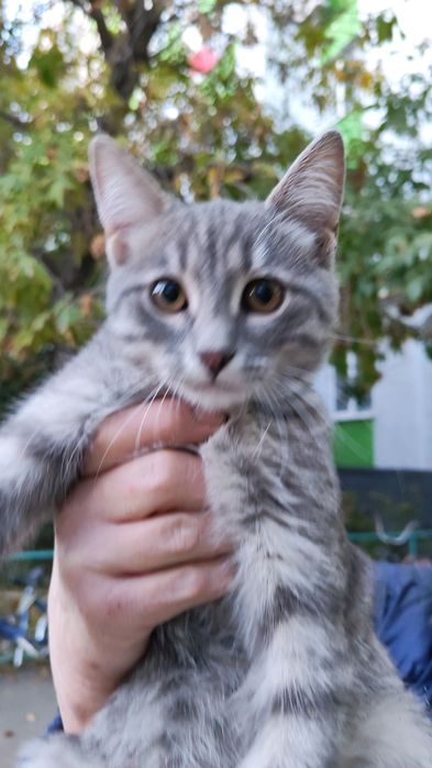 В добрые руки кошечка