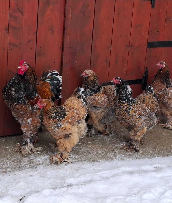 Ouă de incubat Brahma Porțelan