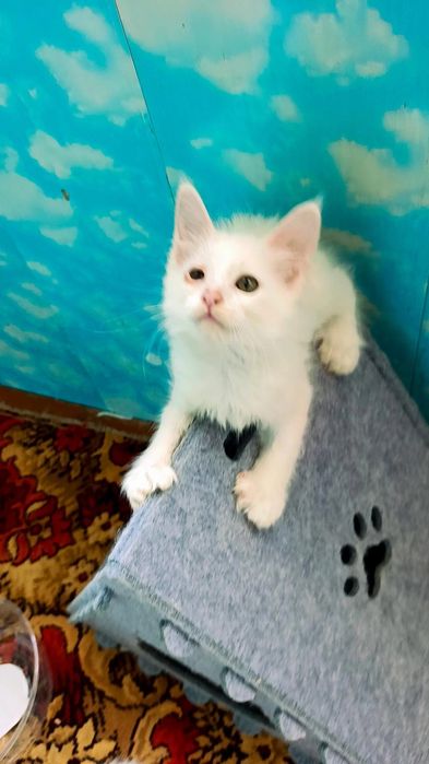 Котята мейн-кун 4 шт