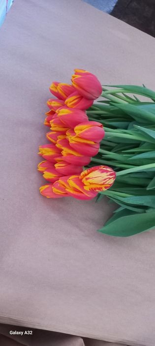 Тюльпаны оптом и в розницу