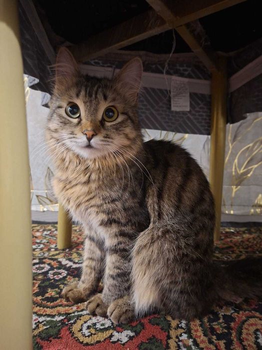 Отдам кота в добрые руки!