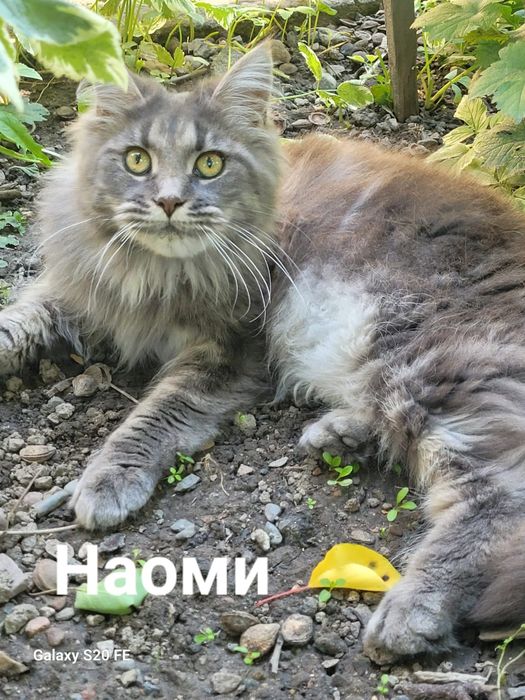 Продается кошечка породы МЕЙН-КУН.