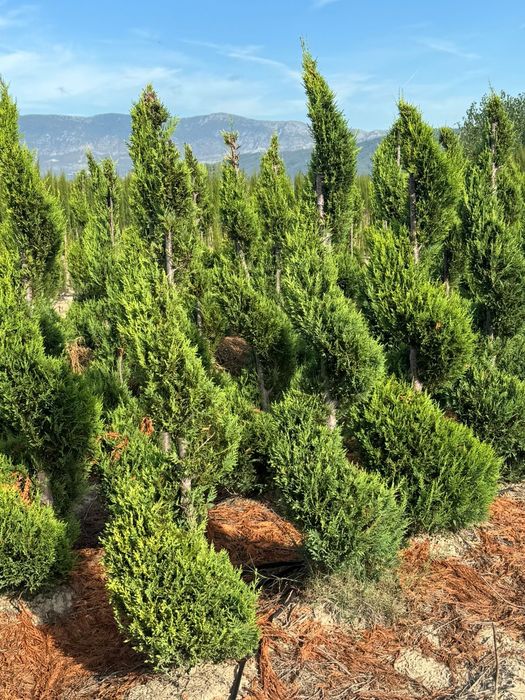 Platan  artar arbore matase