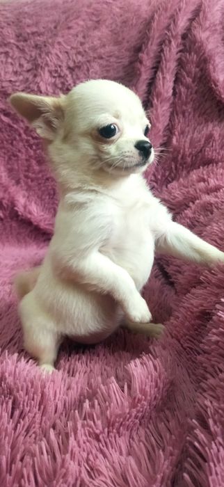 Щенок чихуахуа девочка