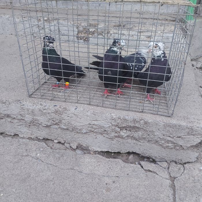 Рябагаловые двух чуби 2пара