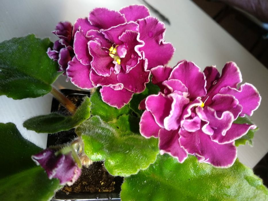 Комнатные цветы -фиалка