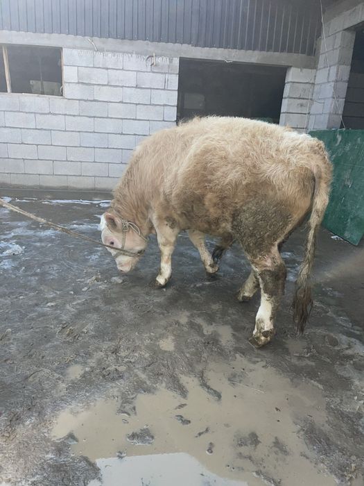 Продам бычок подсос