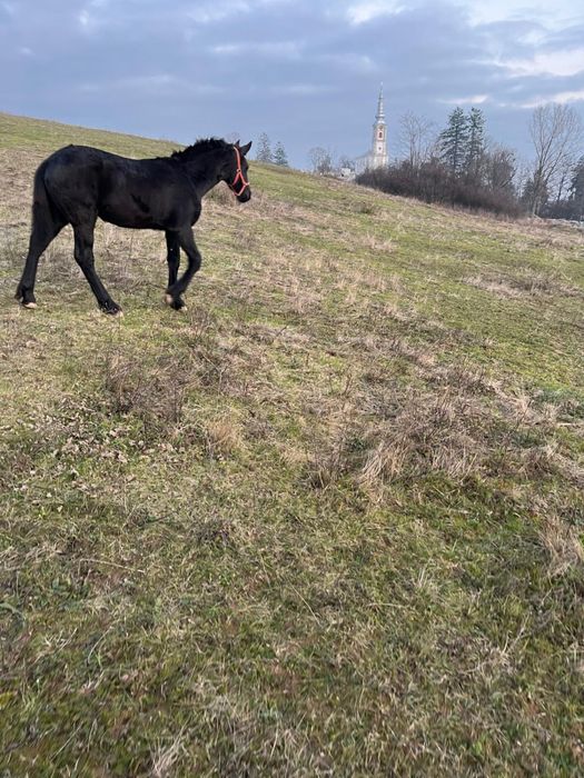 Manza Friesian/Frizian