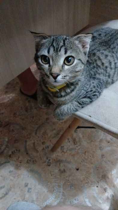 Отдам котёнка ему 3 месяца.