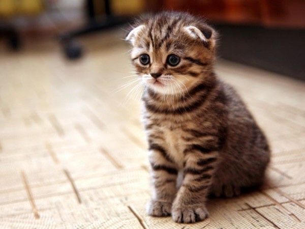 Котята вислоухие мишки Оригинал