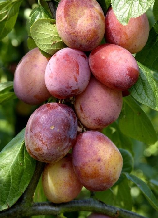 Pomi Fructiferi Columnari (PRUN )