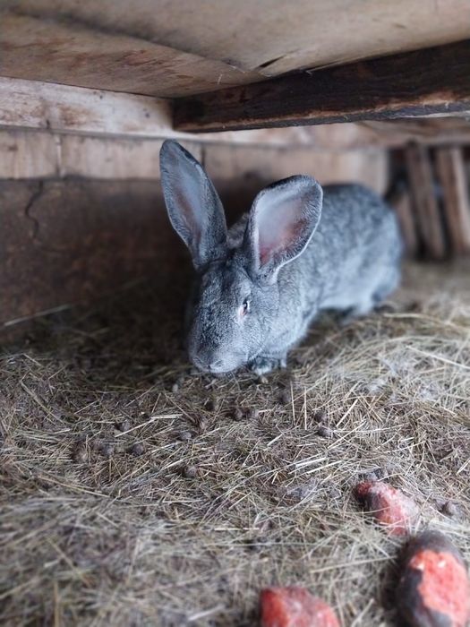 Продоется кролики