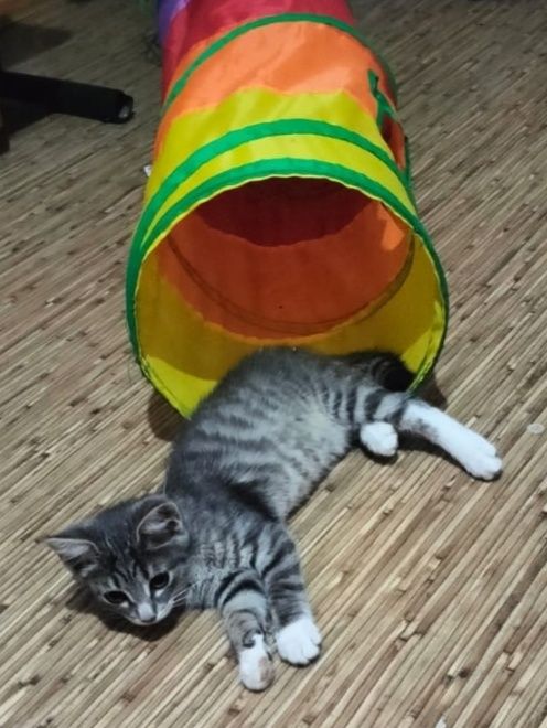 Отдам в добрые руки