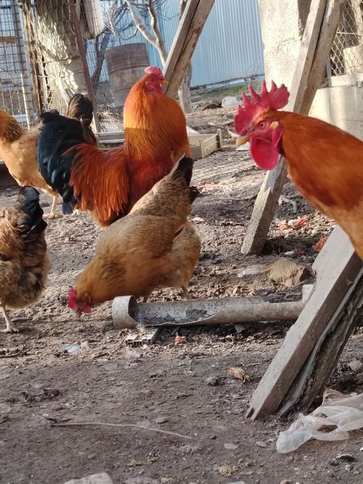 Кученский   Инкубационое яйцо