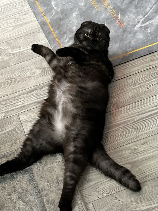 Кошка, скоттиш фолд ( 1 годик )