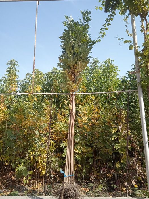 Декоративные деревья