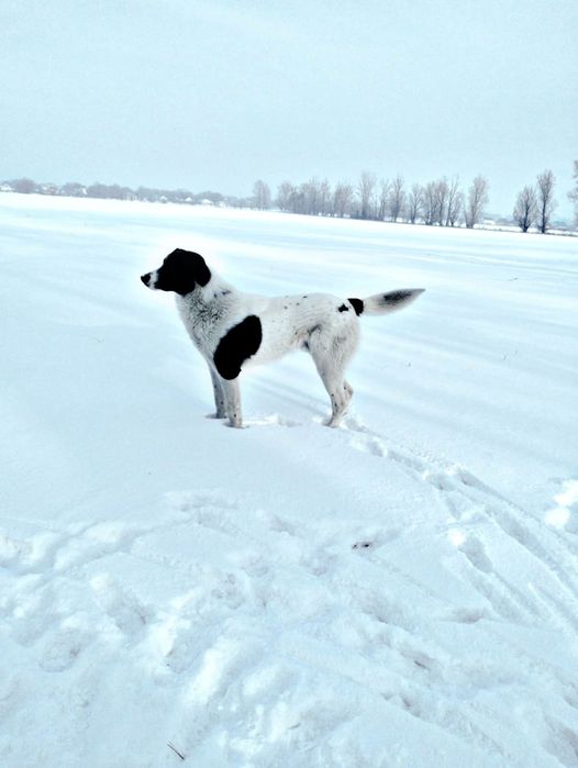 Срочно ищу дом! Кобель. Год