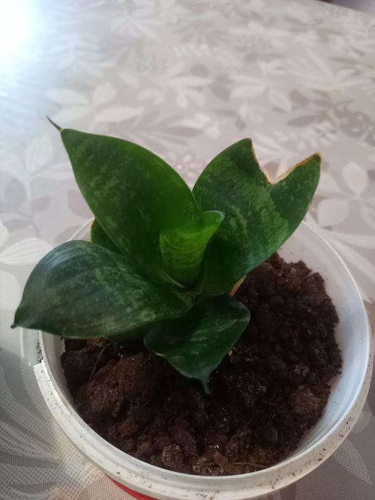 Комнатные растения