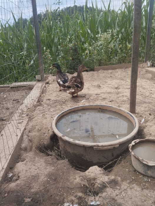 Vând rate sălbatice