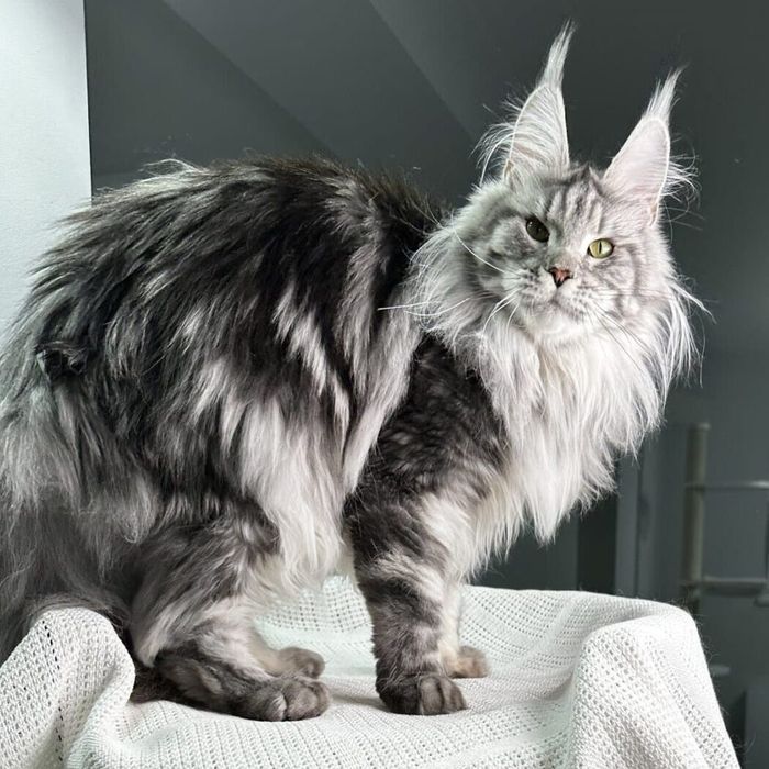 "МЕЙН- КУНЫ". Котята , Питомник- элитные крови