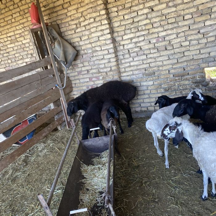 Xisori qochqor 2 yoshar