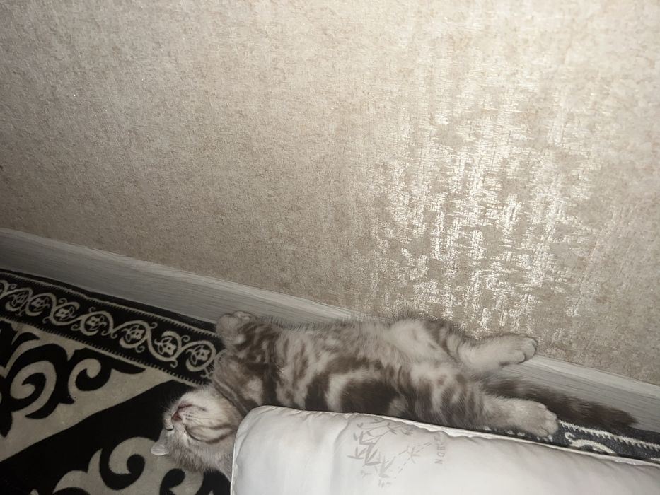 Отдам кота в хорошие руки